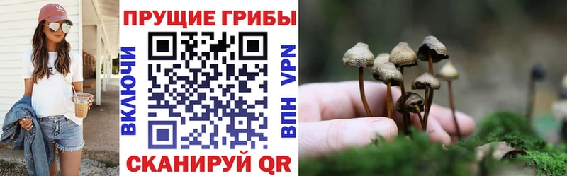 Псилоцибиновые грибы мицелий Нефтегорск